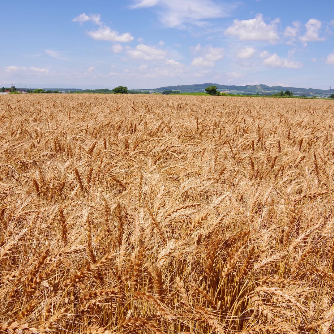 Wheat field of Yuni