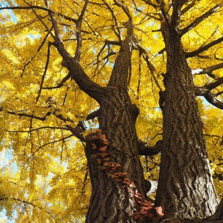 Ginkgo tree of Hokkaido University