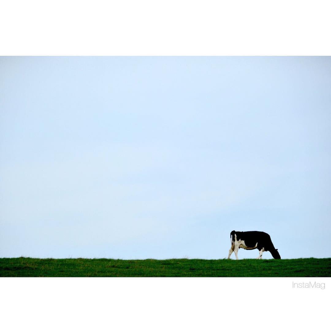 美瑛町で暮らす放牧の牛