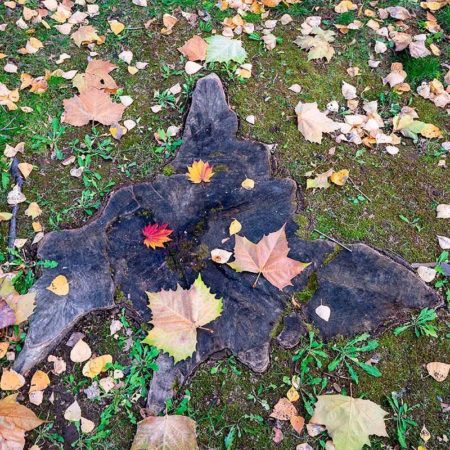 Hokkaido shaped stumps