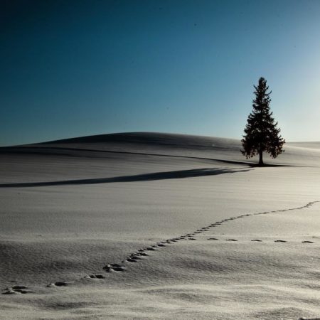 Biei's snowy field tree