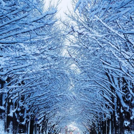 北海道大学の白い銀杏並木