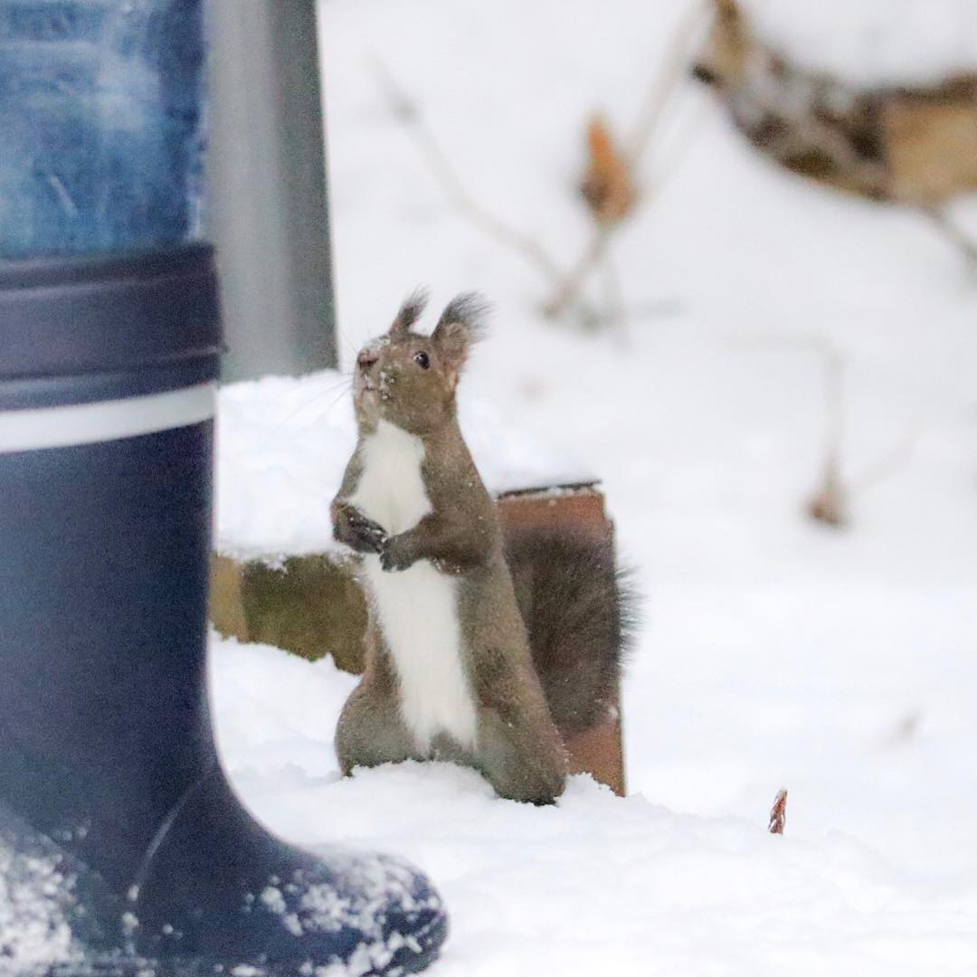 Boots and Hokkaido squirrel