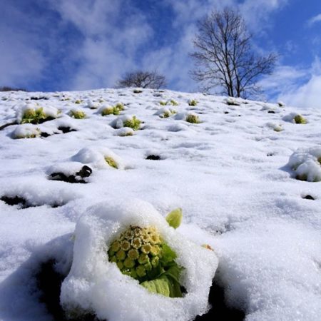 Butterbur scape and snow in kusiho