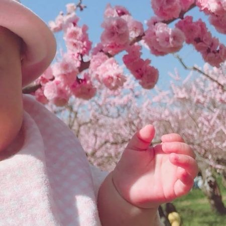 札幌市の梅の花と赤ちゃん