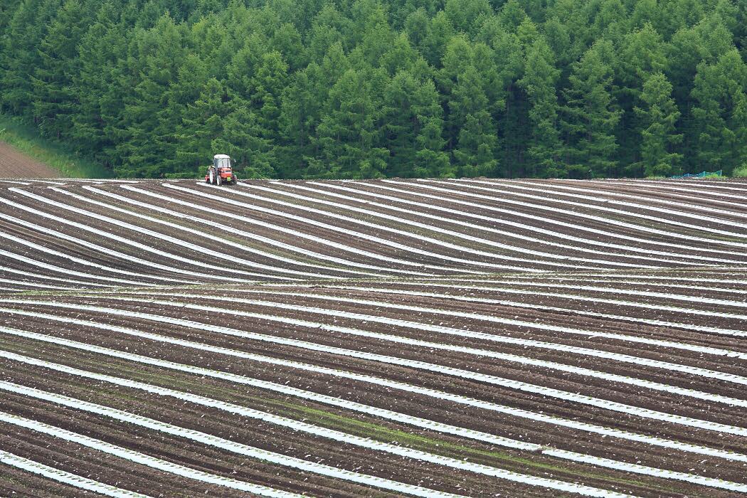 Farm in Biei