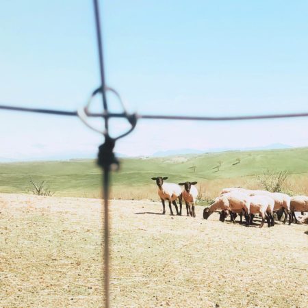 Sheep at Tawadaira observation platform