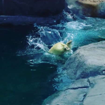 水に飛び込む札幌市円山動物園のシロクマ