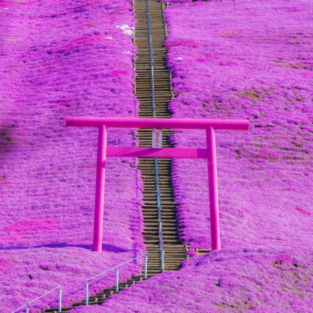 Moss phlox and pink torii