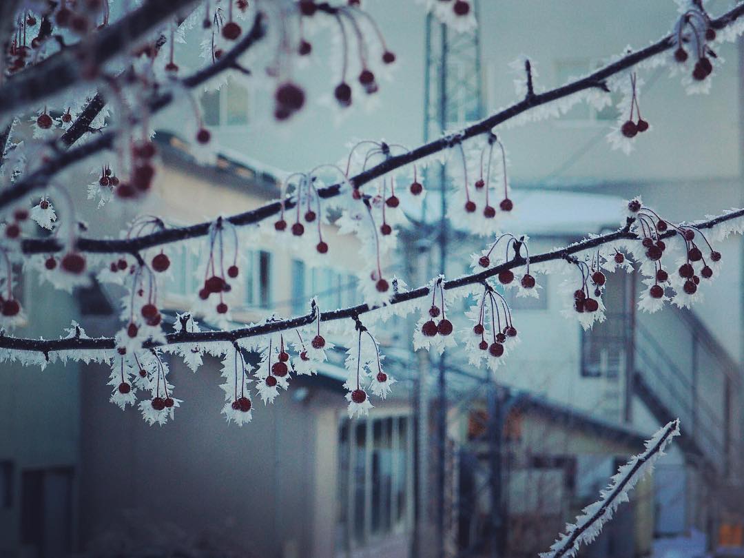 釧路市の霜のついたナナカマド