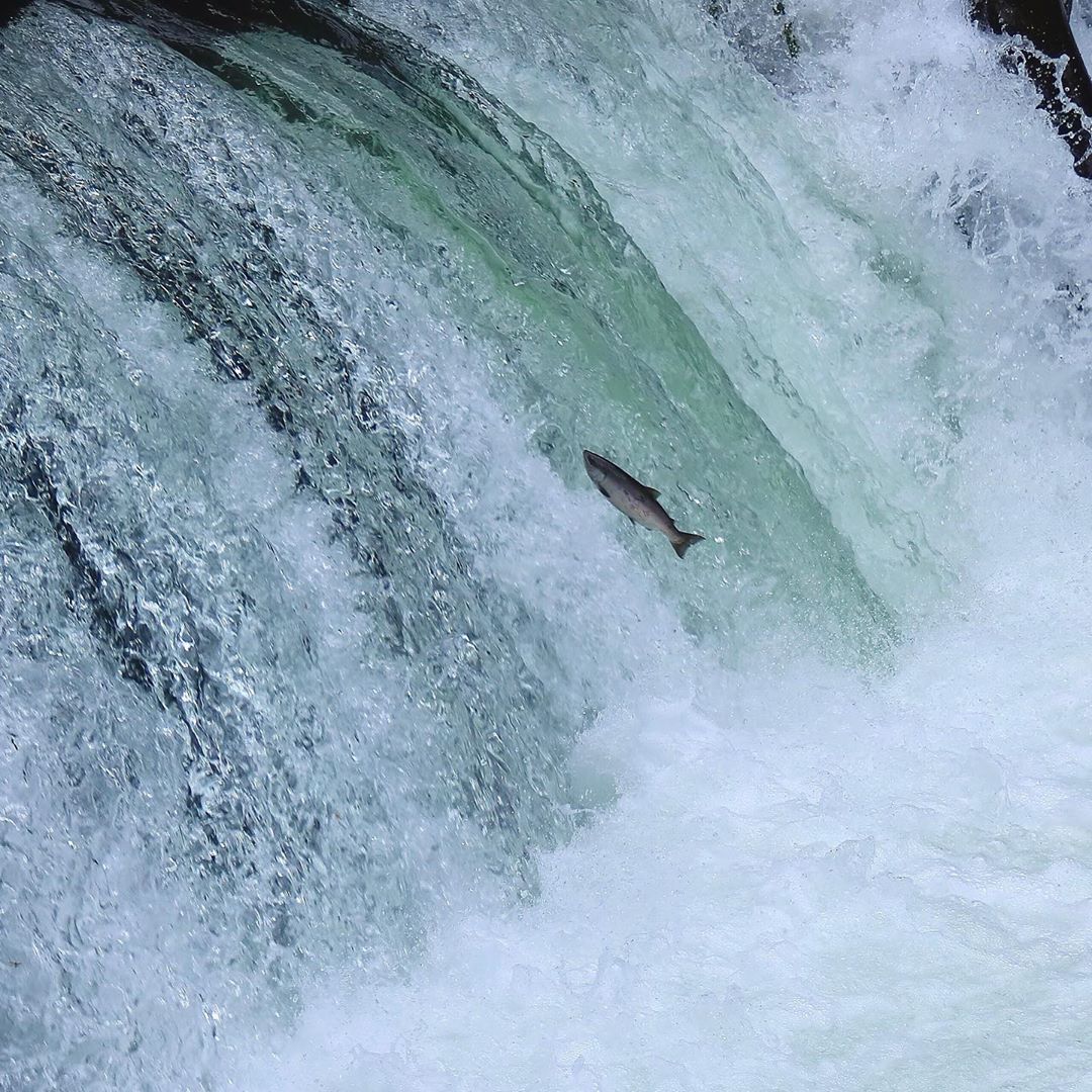 Cherry salmon climbing up a waterfall in Kiyosato