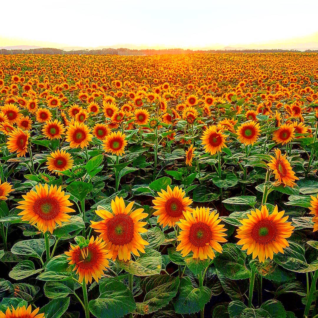 Sunflower field in Ozora