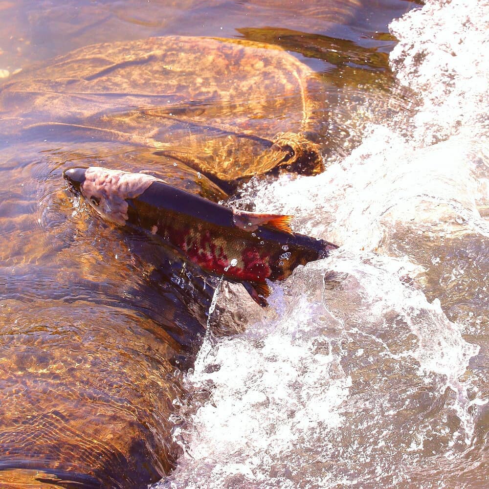 Salmon run in Yubetsu
