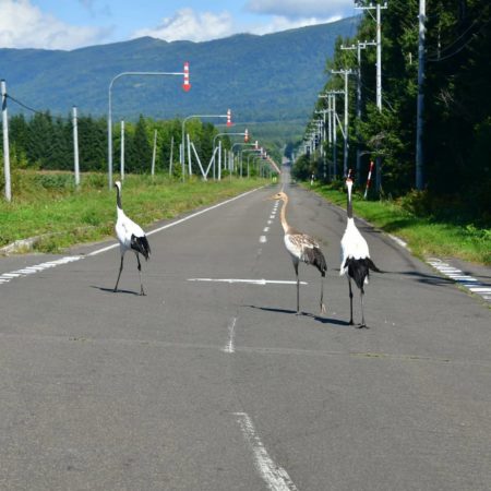 弟子屈町での鶴の散歩風景