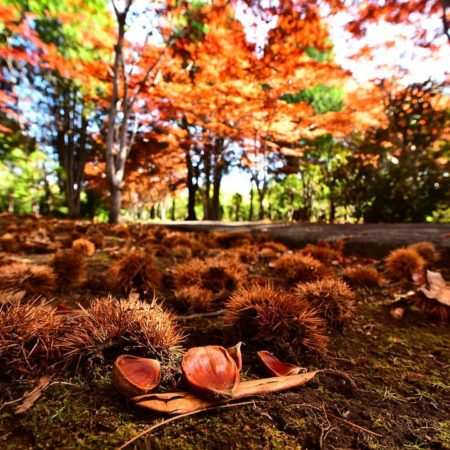 札幌市の秋の風景