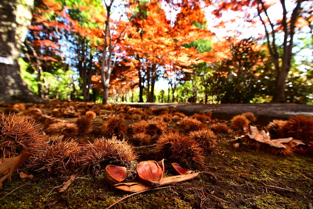 札幌市の秋の風景