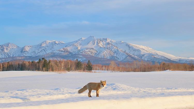 Mt. Taisetsuzan Range and the fox