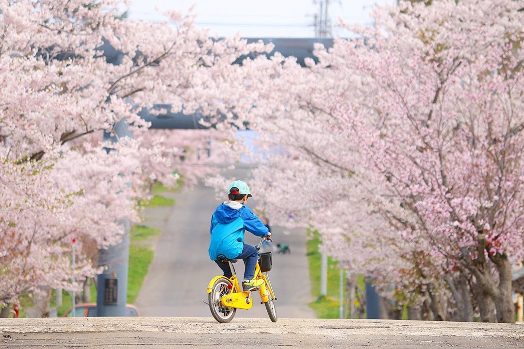岩内神社の桜並木
