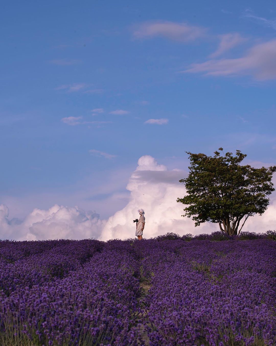 Lavender field in Kamifurano