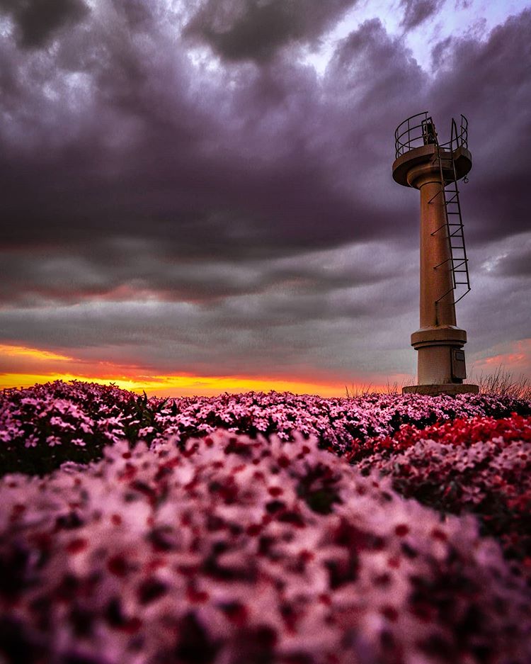 Moss phlox and  Lighthouse in Rumoi