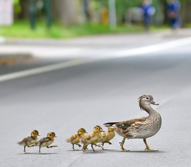 Mandarin duck parent and  children in Sapporo