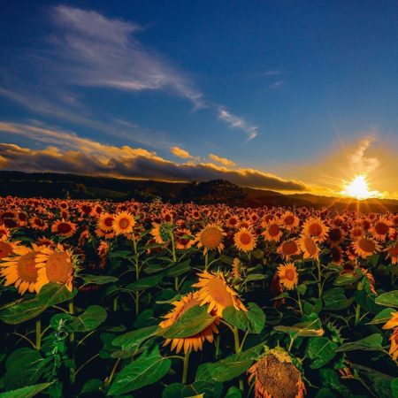 Sunflower field in Nayoro