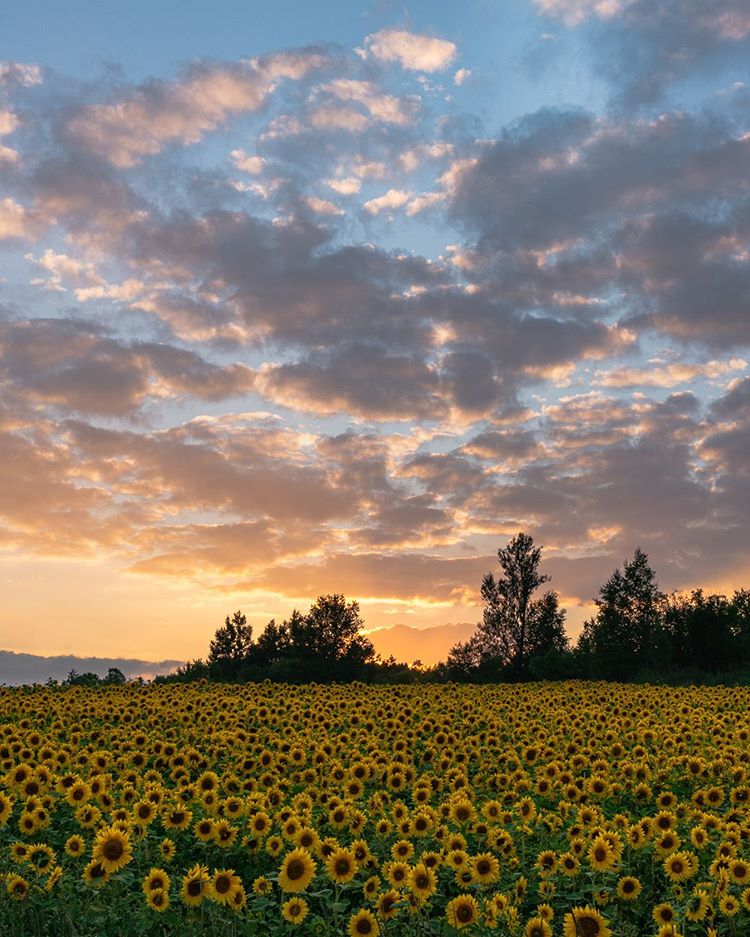 Sunflower field in Biei