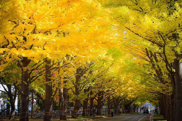 A row of ginkgo trees in Sapporo