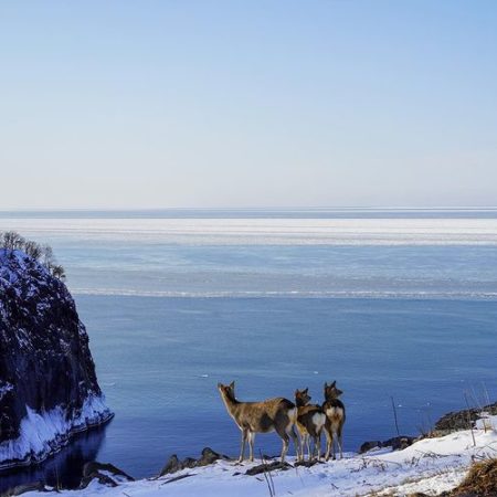 Deers and the sea in Shari
