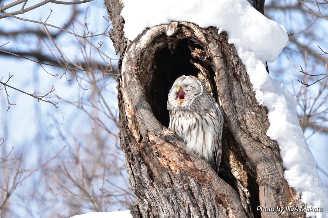 Yawning Hokkaido Owl (Sapporo)