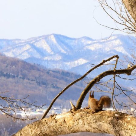 Hokkaido squirrel (Ashibetsu)