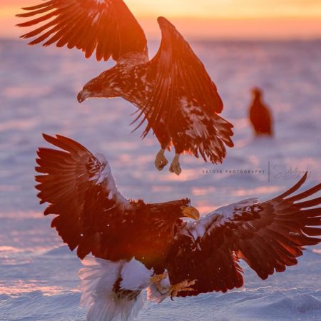 Eagle and Sunrise (Rausu)