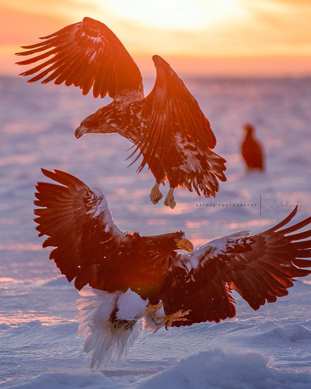 Eagle and Sunrise (Rausu)