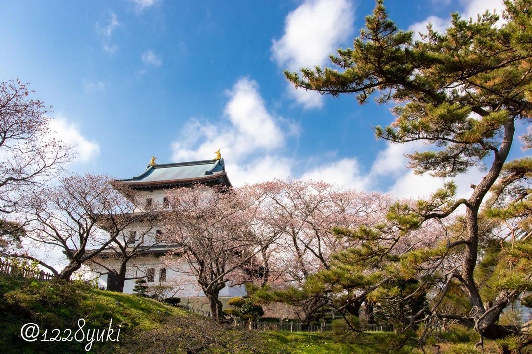 Matsumae Castle and Cherry blossoms (Matsumae)