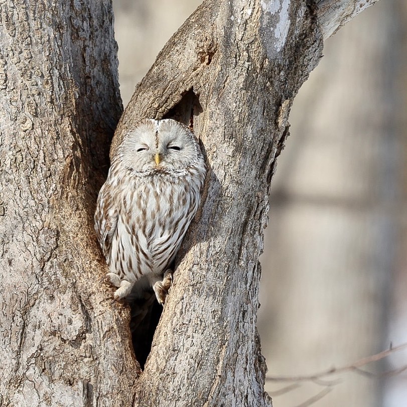 Sunbathing Hokkaido Owl (Asahikawa)