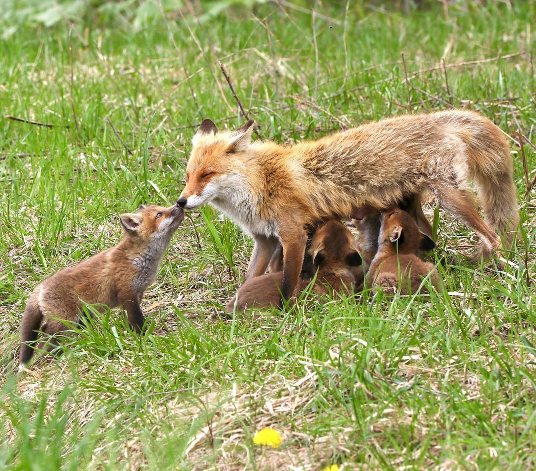 Parent and child of Red fox (Sapporo)