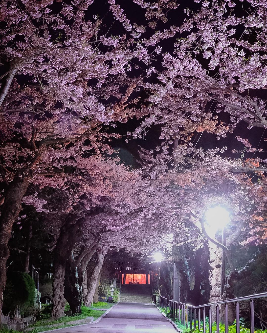 Cherry blossoms at night in full bloom (Hakodate)
