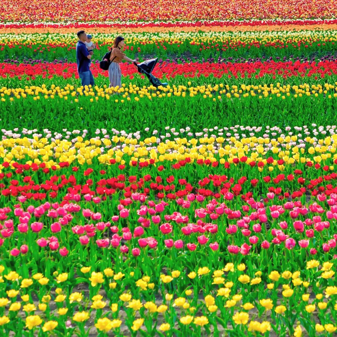Tulip field (Yubetsu)