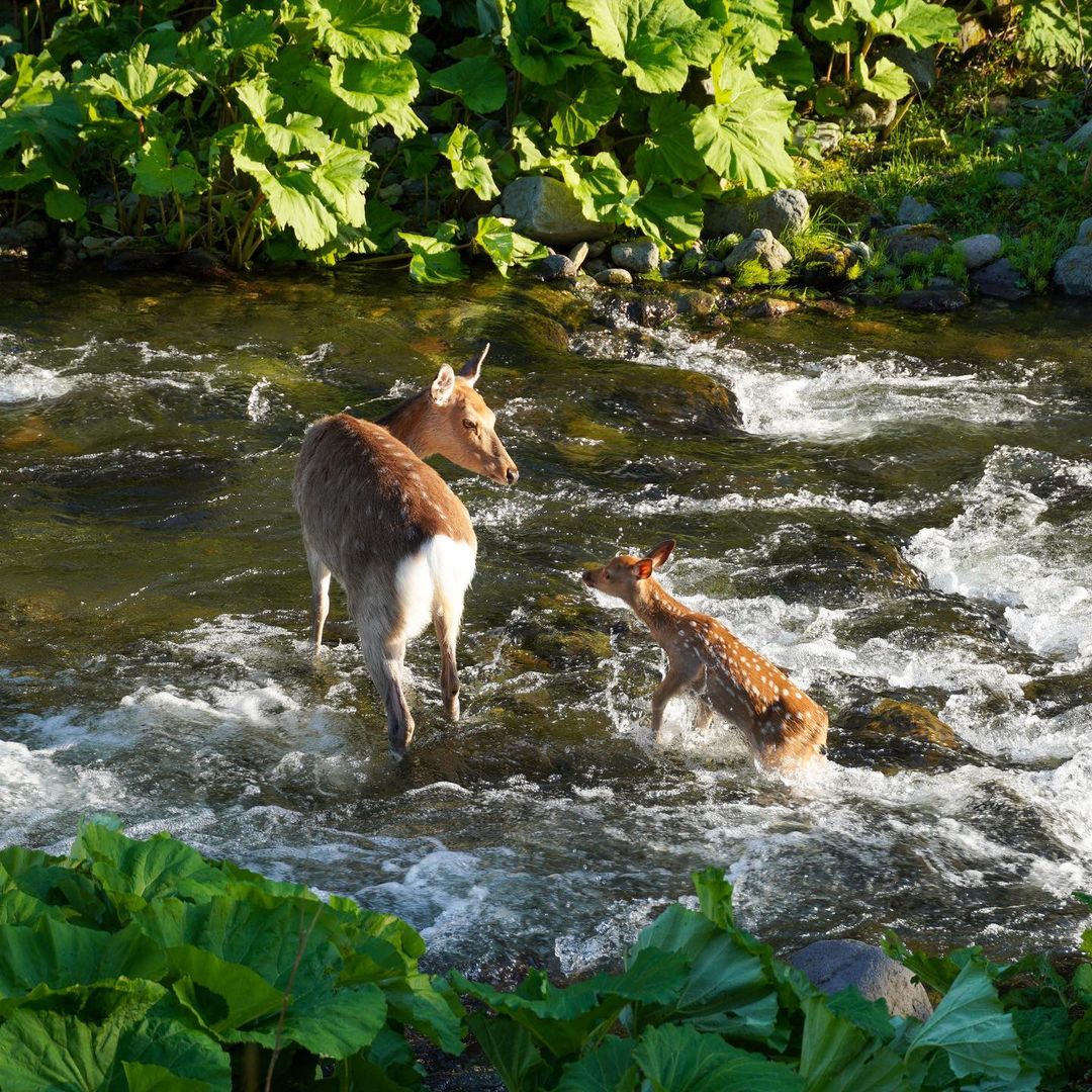 川を渡る鹿の親子（斜里町）
