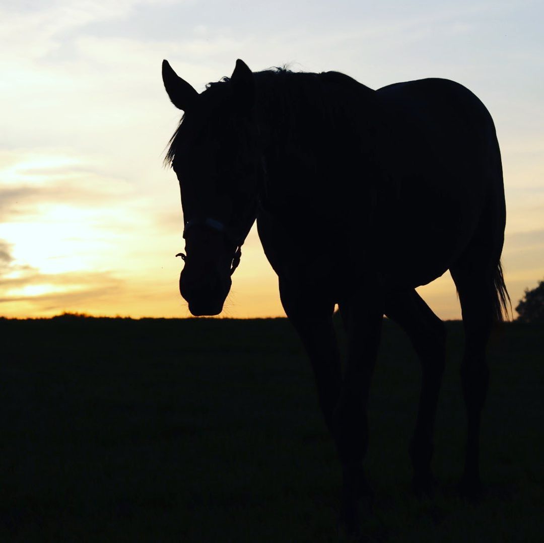 Beautiful horse at sunset (Abira)
