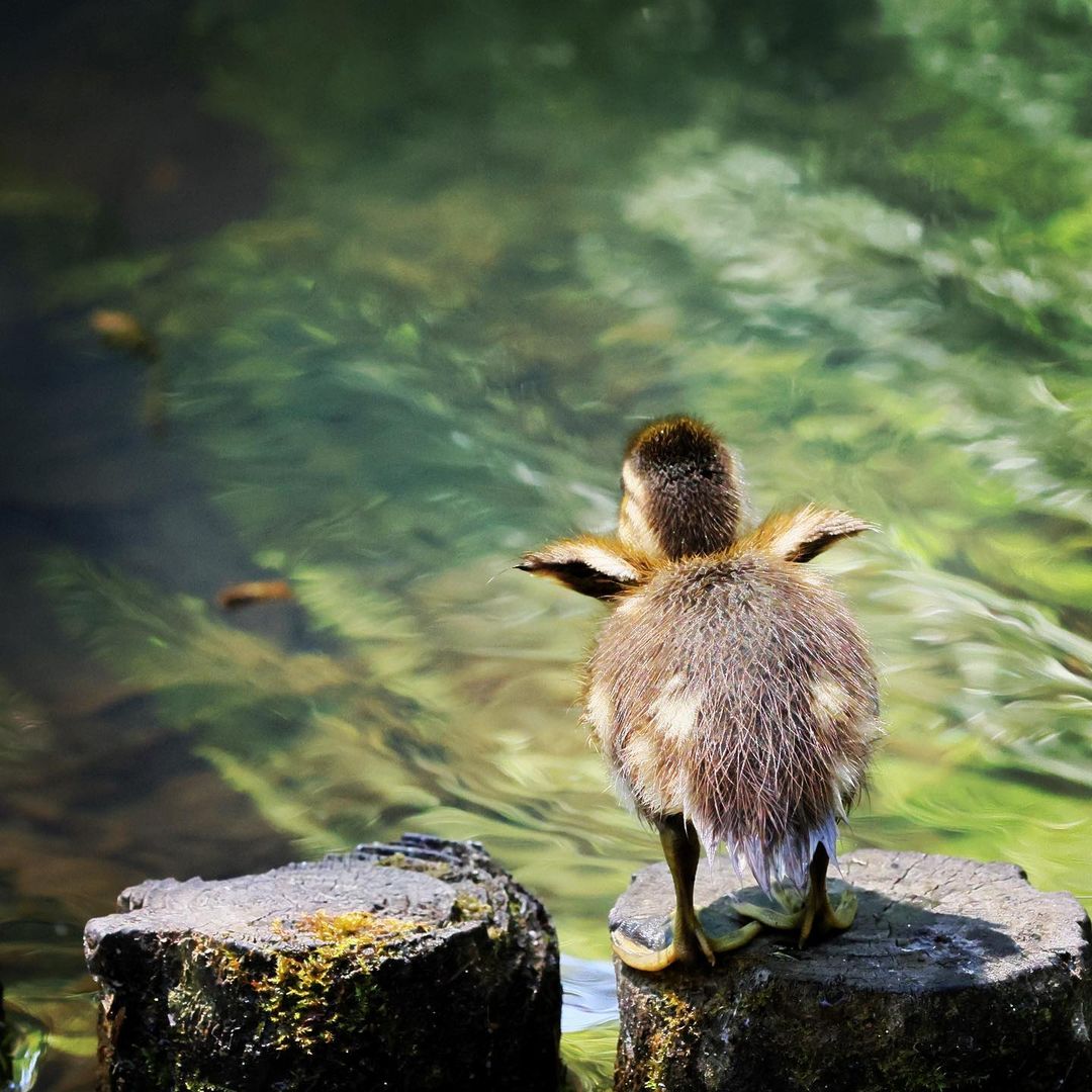 A mandarin duck chick (Sapporo)
