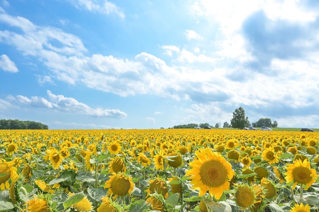Blue sky and ”Sunflower village” (Hokuryu)