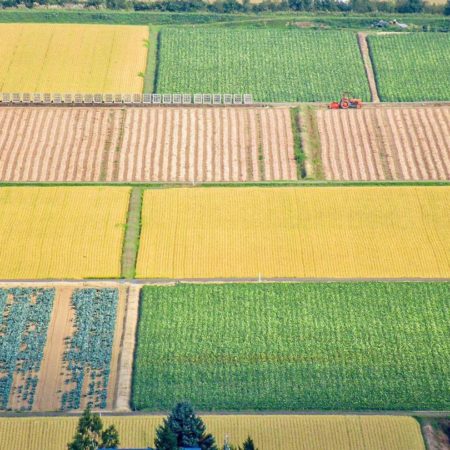 Rice field patchwork (Nakafurano)
