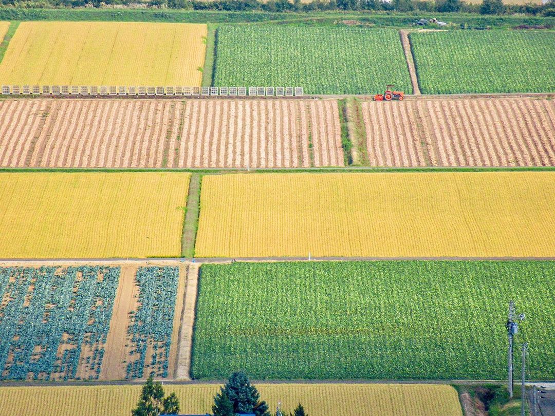 Rice field patchwork (Nakafurano)