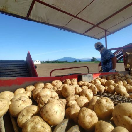 Harvested potatoes! (Koshimizu)