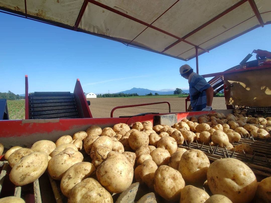 Harvested potatoes! (Koshimizu)