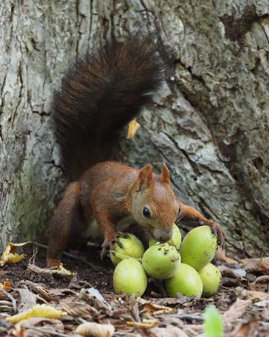 Hokkaido squirrel monopolizing walnuts (Sapporo)