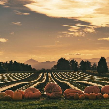 Fields and pumpkins at dusk (Chitose)