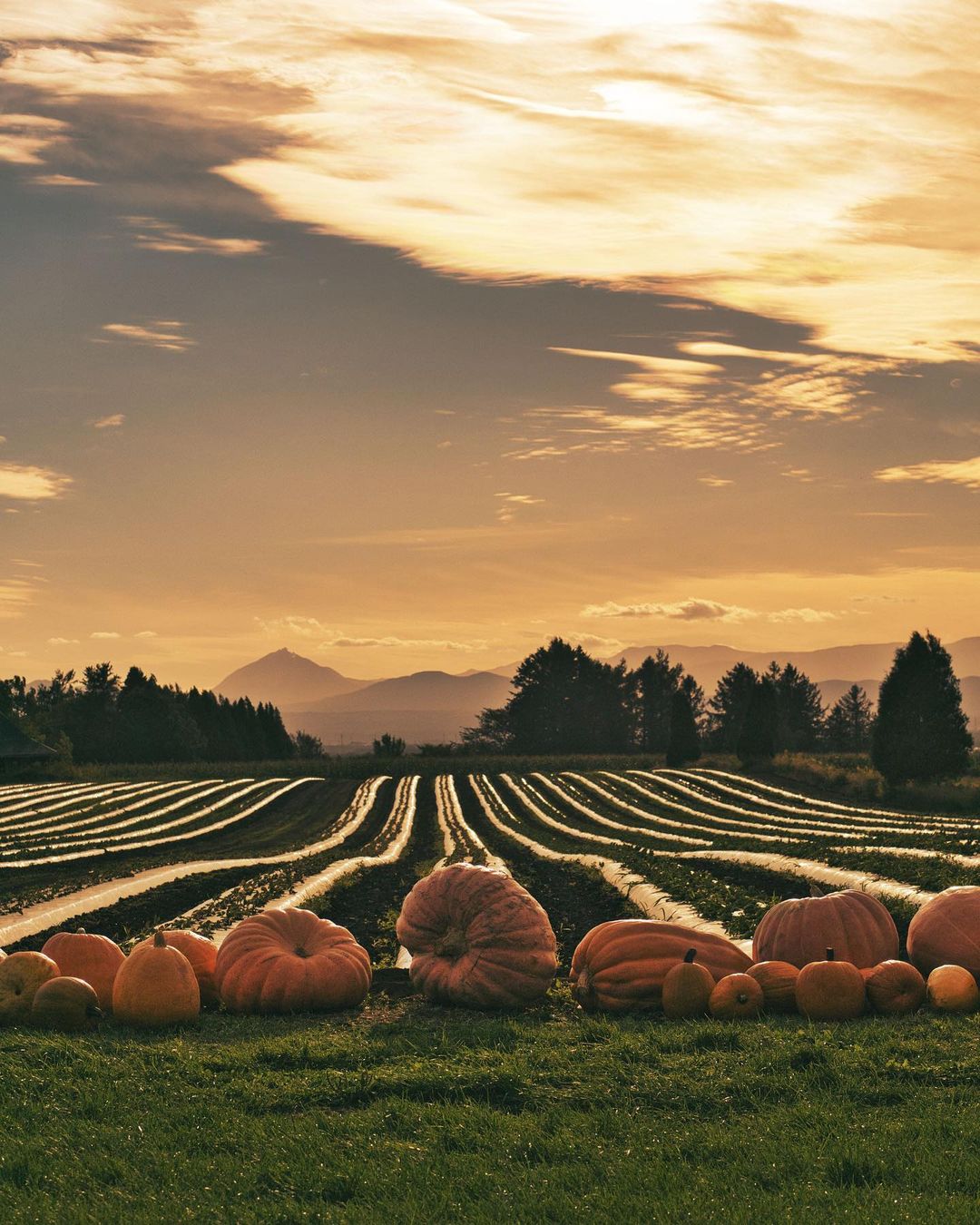 夕暮れ時の畑とかぼちゃ（千歳市）