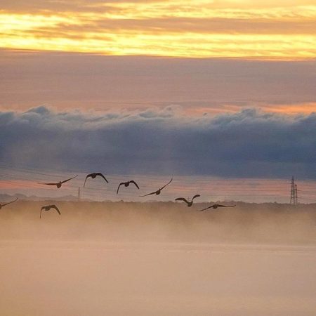 ウトナイ湖を優雅に飛ぶ渡り鳥（苫小牧市）